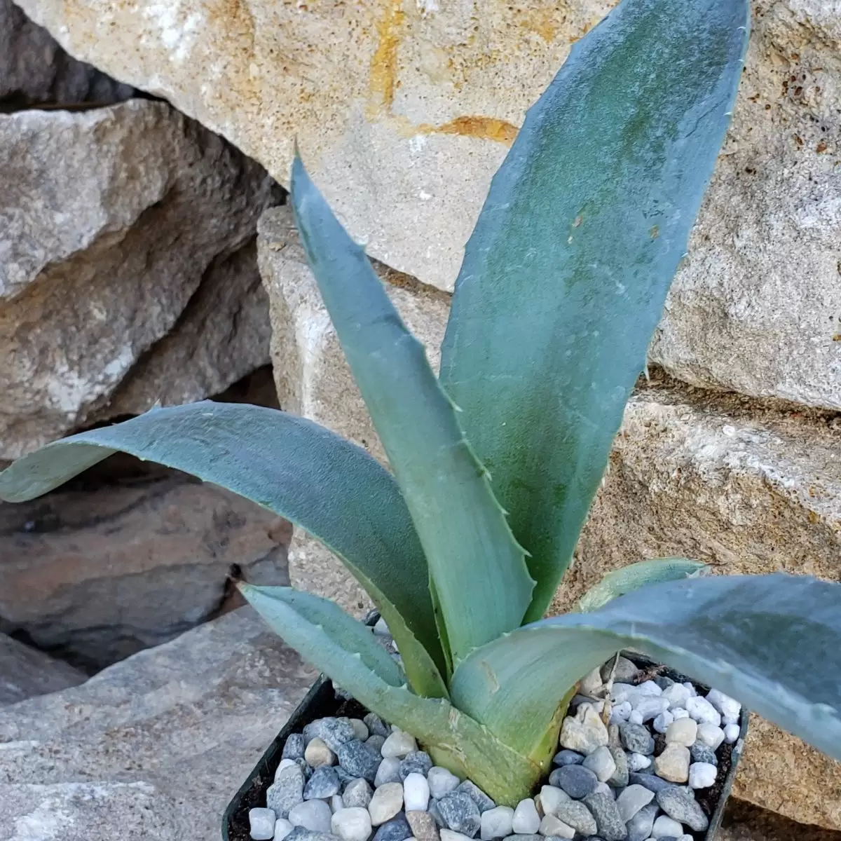 aloe vera bakımı