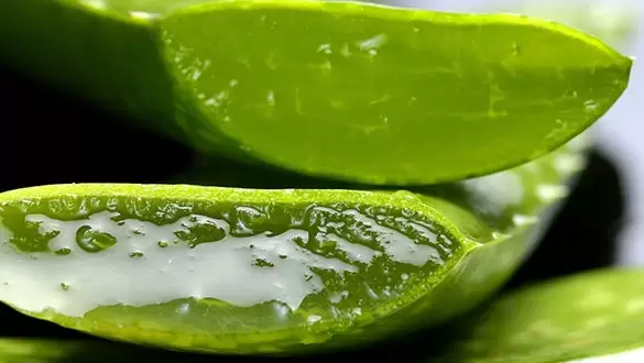 aloe vera bakımı